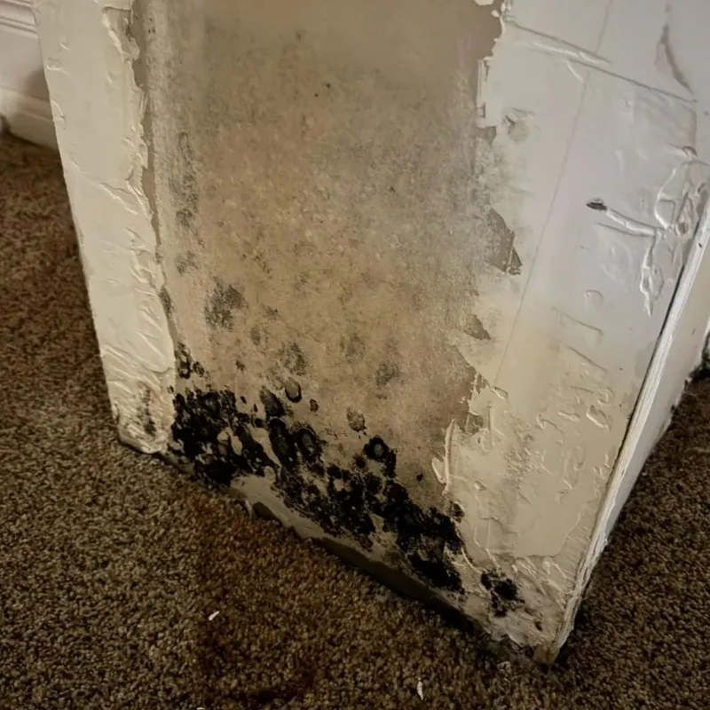 Professional Mold Removal in Coosa County, AL